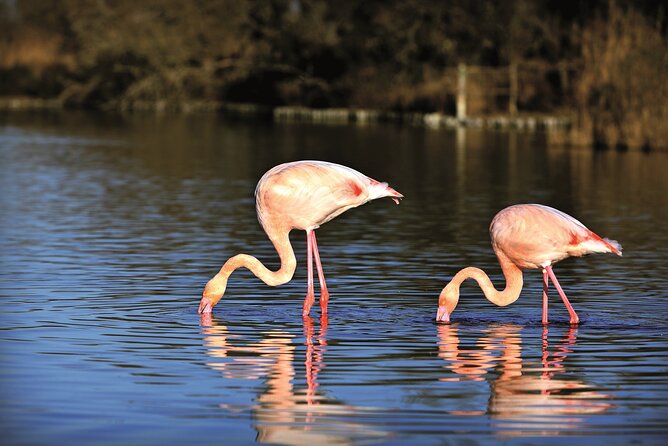 3.5 Hour Camargue 4x4 Safari from Le Grau-du Roi - Key points at a glance