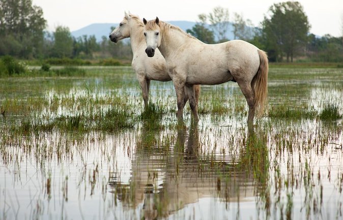 4x4 Camargue Safari 4h - Departure from Arles - Key points at a glance