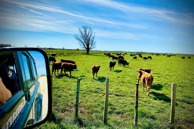 4x4 Camargue Safari 4h - Departure from Arles - What the guide adds
