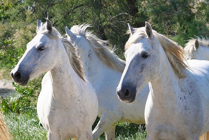 4x4 Camargue Safari 4h - Departure from Arles - Who should book this outing?