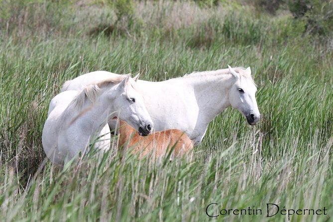 4x4 Camargue Safari 4h - Private Tour - Departure from Arles - Who gets the best value from the price