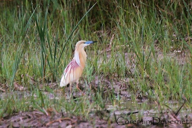 4x4 Camargue Safari 4h - Private Tour - Departure from Arles - Is this private safari right for you?