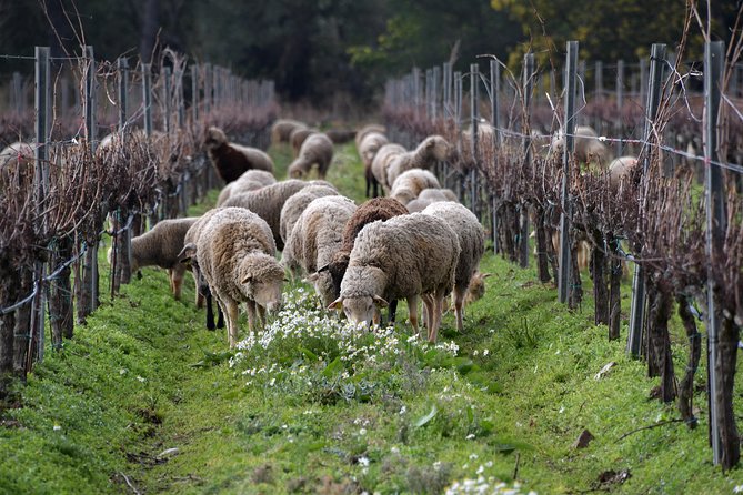 4x4 tour in a winery followed by a tasting - Who will enjoy this outing most?