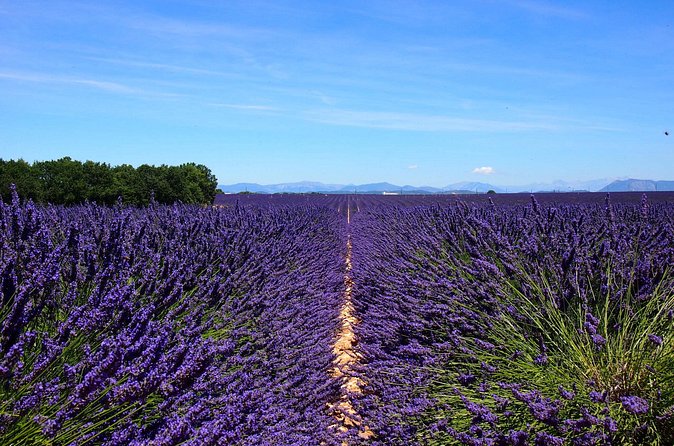 5-Hours Lavender Fields Tour in Valensole from Aix-en-Provence - Should you book it?