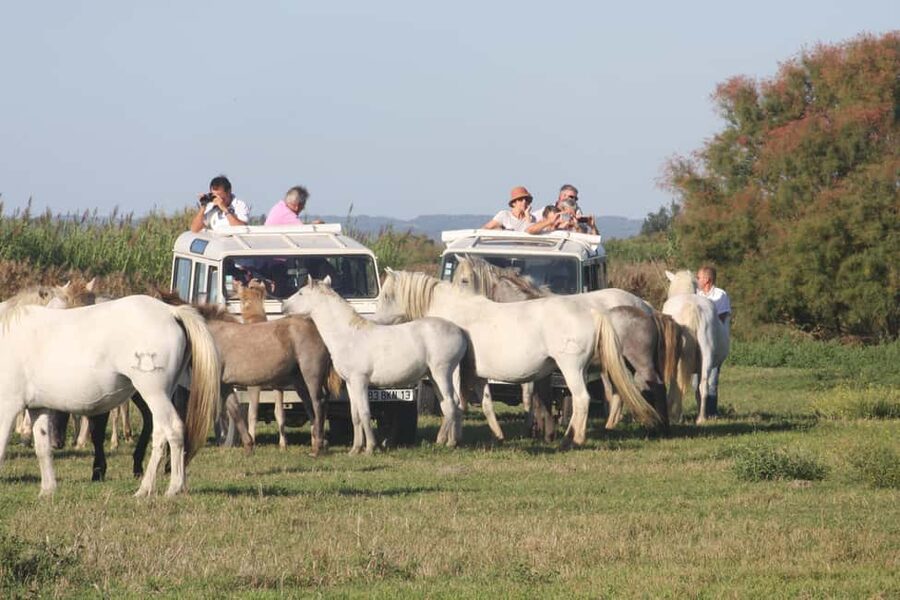 Aigues Mortes: Jeep Photo Safari in Camargue - Key points to know before you book