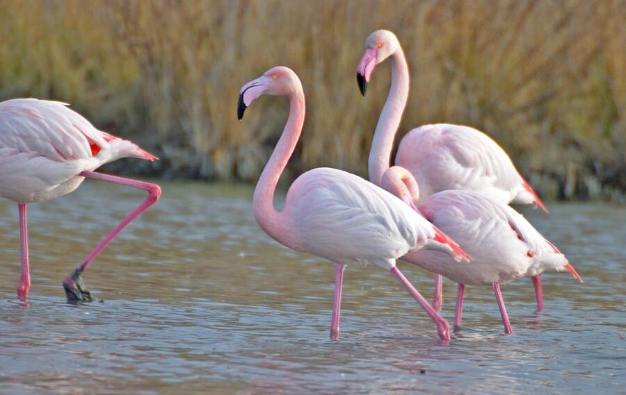 Aigues Mortes: Jeep Photo Safari in Camargue - What the guide adds to the drive