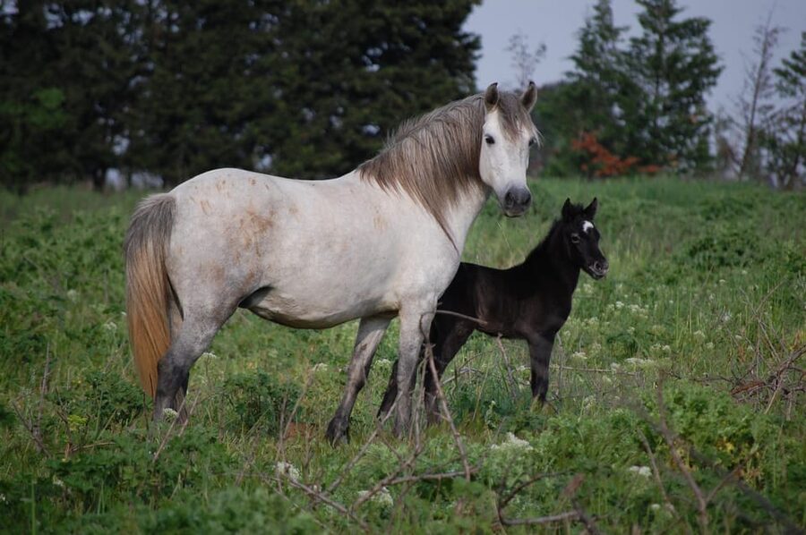 Aigues Mortes: Jeep Photo Safari in Camargue - The 4x4 ride: scenic access with a real comfort tradeoff