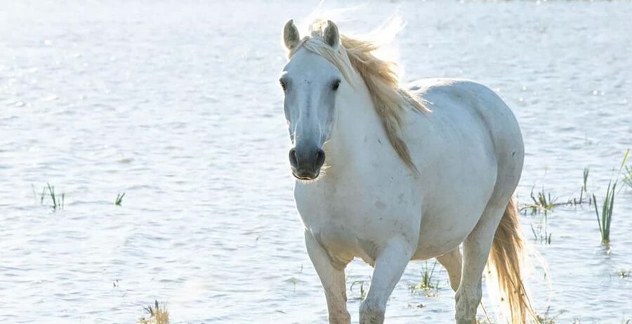 Aigues Mortes: safari en vélo - Ebike tour in Camargue - Horses and bulls along the route
