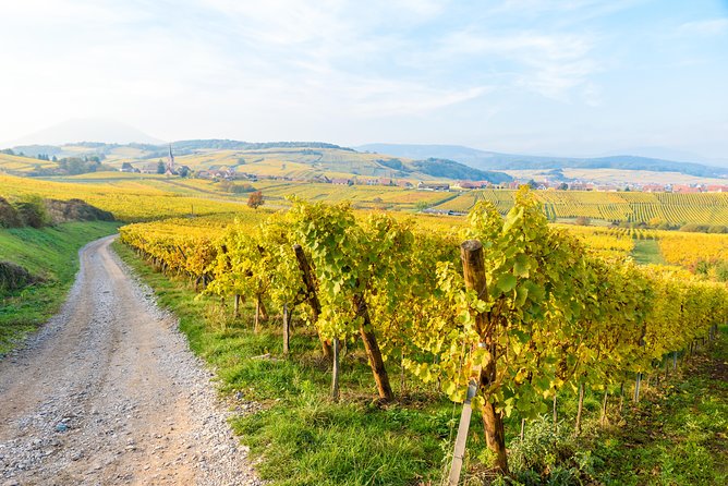 Alsace: Half-Day Wine Tour from Colmar - The guide makes the difference
