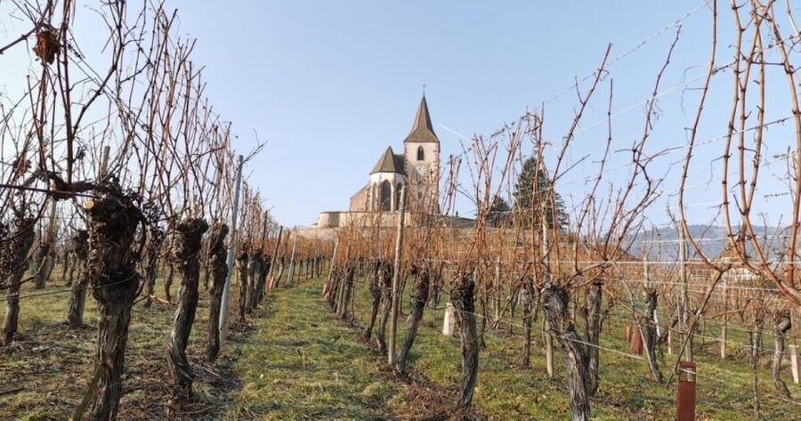Alsace: Half-Day Wine Tour from Colmar - A few practical ways to enjoy it more
