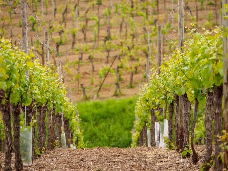 Alsace Half-Day Wine Tour from Strasbourg - Why this four-hour tour works from Strasbourg