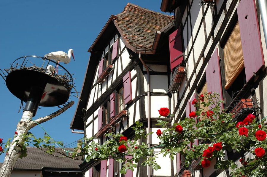 Alsace Half-Day Wine Tour from Strasbourg - What you will taste, and what you will not get