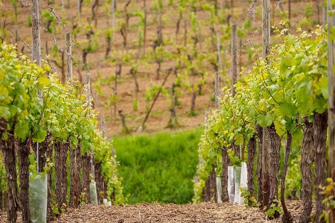 Alsace Wine Route Small Group Half-Day Tour with Tasting from Strasbourg - Understanding what makes Alsace wine different