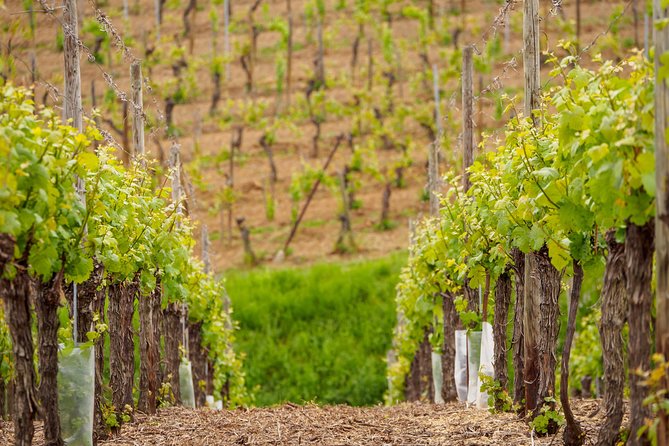 Alsace Wine Route Wineries & Tasting Small Group Guided Tour from Strasbourg - Leaving Strasbourg in a minivan