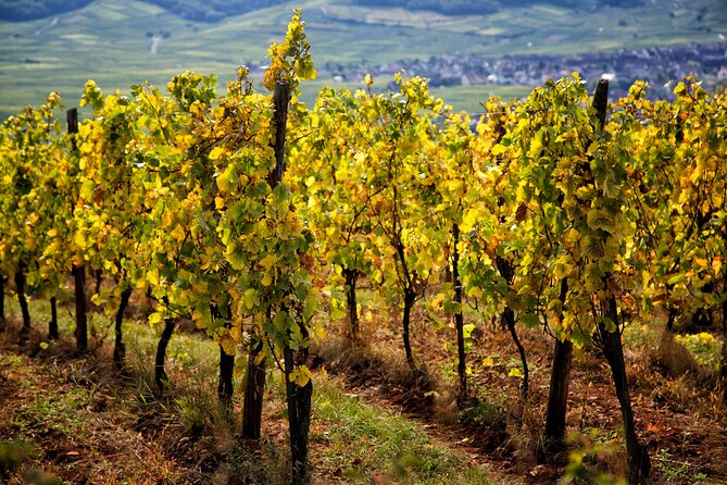 Alsace Wine Route Wineries & Tasting Small Group Guided Tour from Strasbourg - Dambach-la-Ville and the family-cellar feel