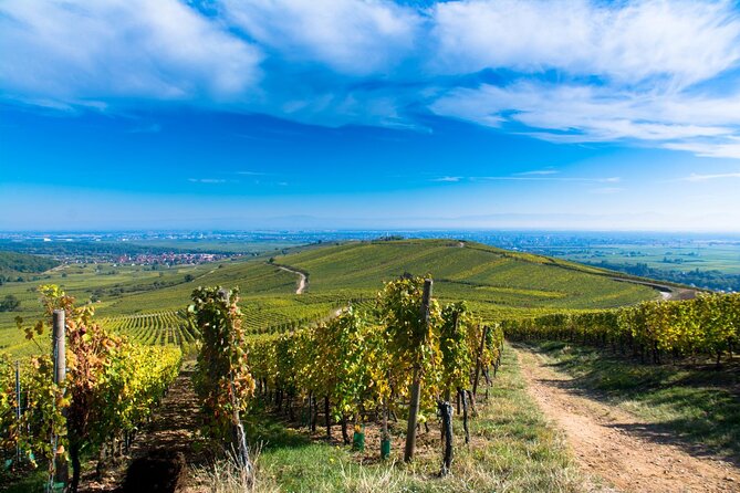 Alsace Wine Route Wineries & Tasting Small Group Guided Tour from Strasbourg - Lunch in an Alsace village