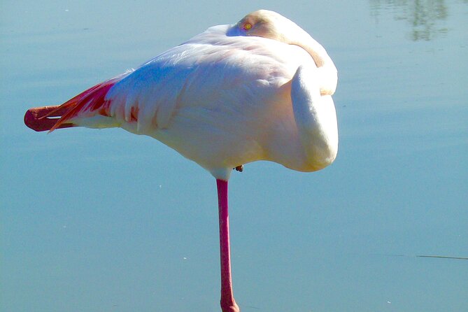 Arles and Camargue Full-Day Tour including Aigues Mortes - Why this Arles and Camargue day trip works