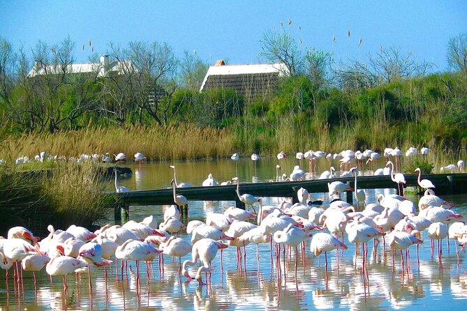 Arles and Camargue Full-Day Tour including Aigues Mortes - Looking for horses and bulls around Lake Vaccarès
