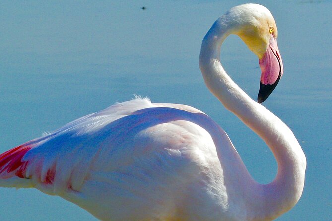 Arles and Camargue Full-Day Tour including Aigues Mortes - Saintes-Maries-de-la-Mer and the Mediterranean shore