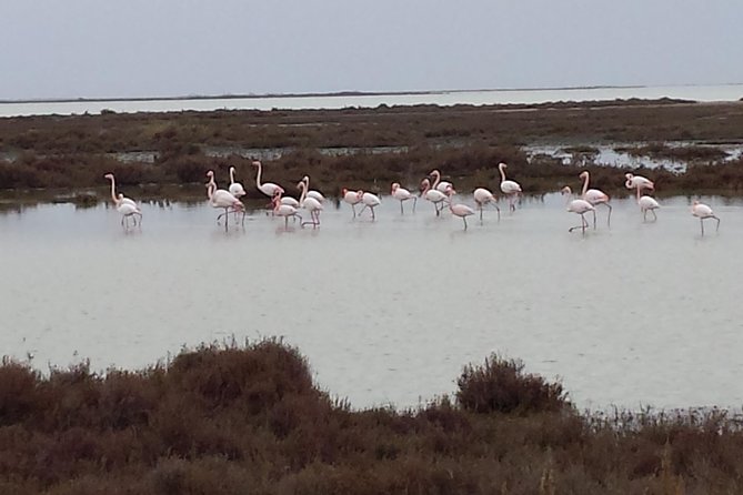 Arles and Camargue Full-Day Tour including Aigues Mortes - Pont de Gau, the most reliable wildlife stop