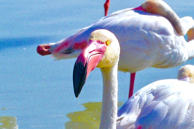 Arles and Camargue Full-Day Tour including Aigues Mortes - The guides and the small-group advantage