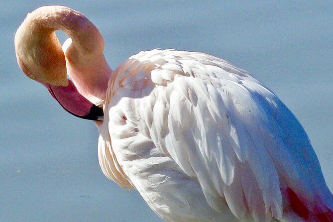Arles and Camargue Full-Day Tour including Aigues Mortes - Timing, comfort, and who should book