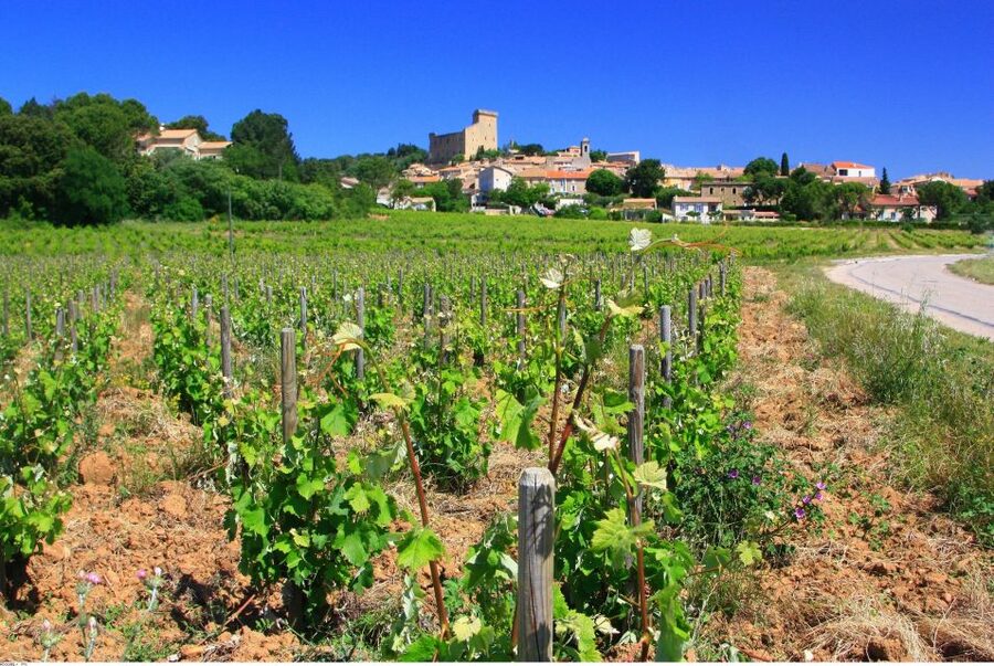 Avignon: Full-Day Wine Tour around Châteauneuf-du-Pape - From Avignon into the Rhône wine country
