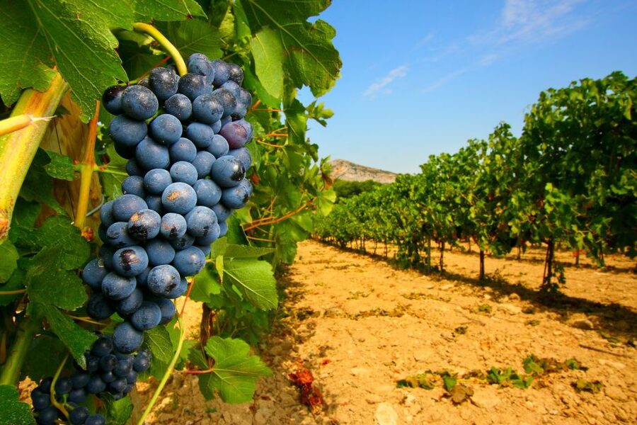 Avignon: Full-Day Wine Tour around Châteauneuf-du-Pape - Châteauneuf-du-Pape, the day’s main event