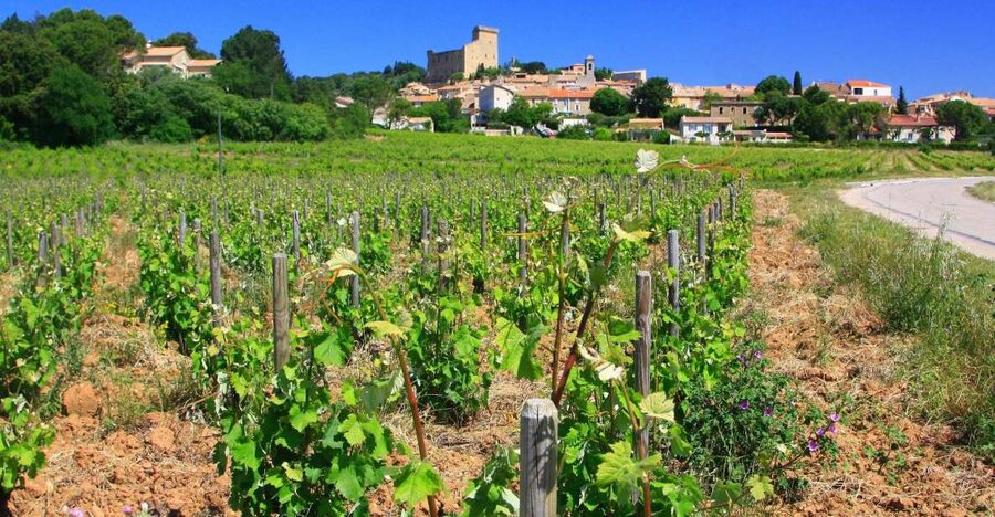 Avignon: Full-Day Wine Tour around Châteauneuf-du-Pape - Why the guide can make or break the day