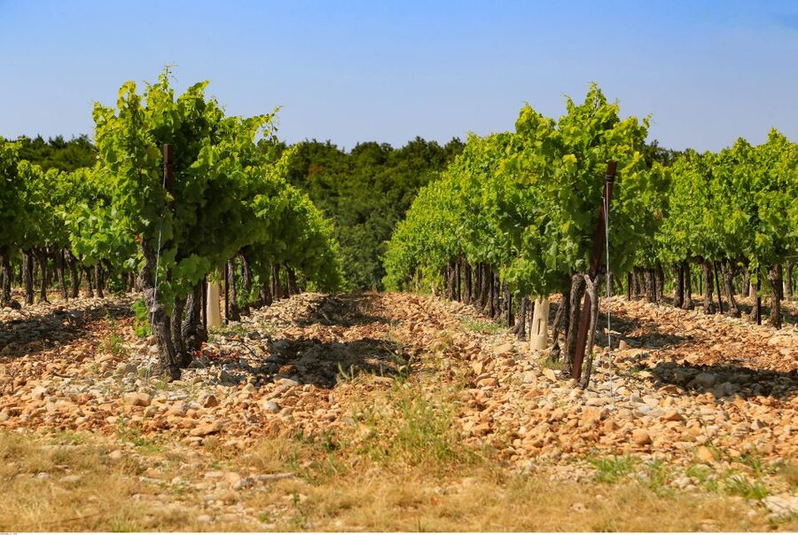 Avignon: Full-Day Wine Tour around Châteauneuf-du-Pape - Lunch is more than a pause between tastings