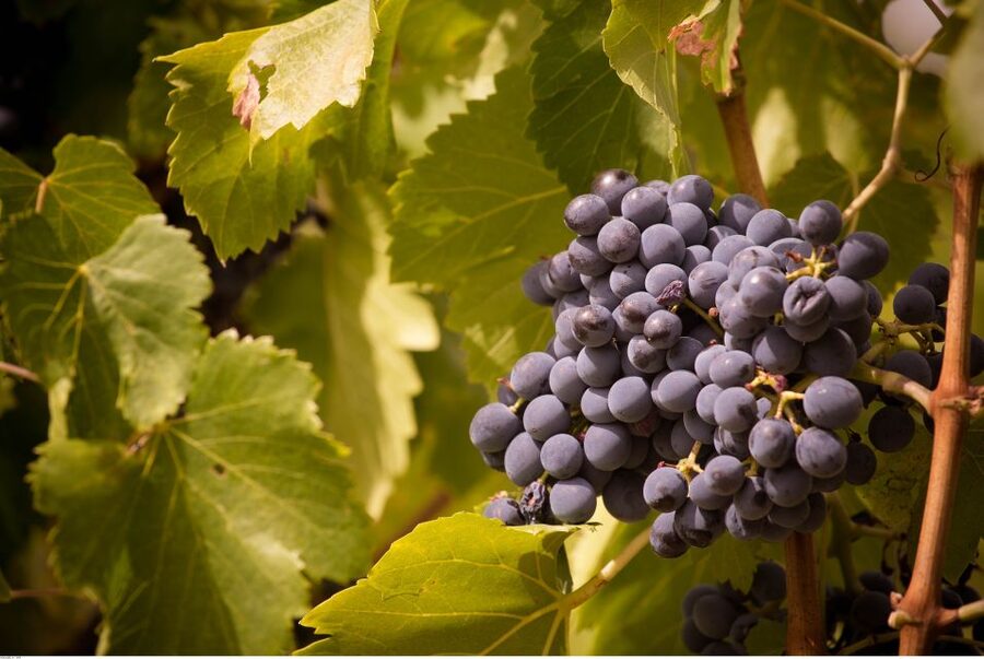 Avignon: Full-Day Wine Tour around Châteauneuf-du-Pape - Booking details worth knowing before you go