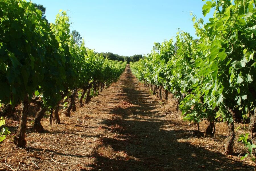 Bandol and Cassis: Full Day Wine Tour from Marseille - Key points to know before booking