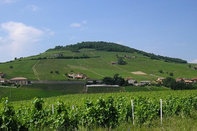 Beaujolais Half Day Wine Tasting Tour - Château de Pizay turns wine study into a game