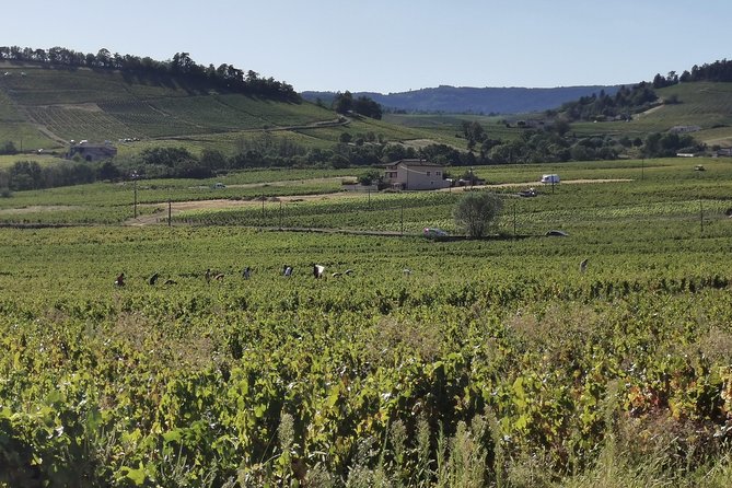 Beaujolais wine tour from Lyon half day - Key points before you book