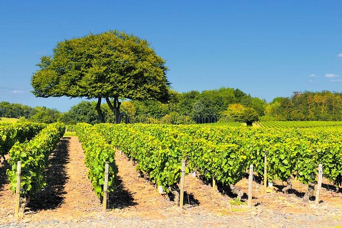 Beaujolais wine tour from Lyon half day - Starting at Place Bellecour