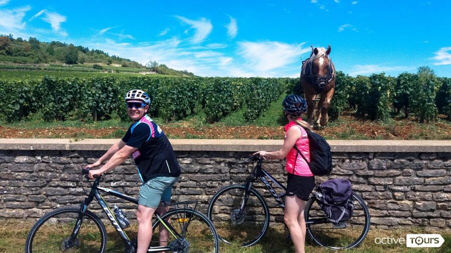 Beaune: Winery Tour by Bike with Wine Tasting - Tasting Wine Among the Vines