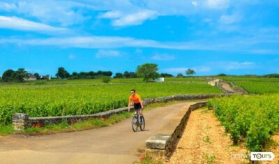 Winery Tour by Bike with Wine Tasting