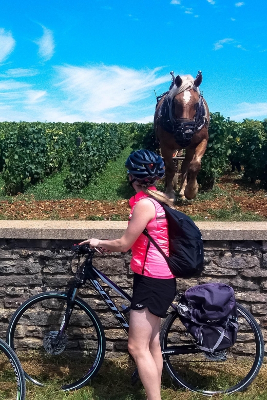 Beaune: Winery Tour by Bike with Wine Tasting - Should You Book the Beaune Vineyard Bike Tour?
