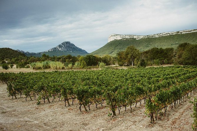 Bertrand Bosc wine and food tour in Pic St Loup - At Mas Gourdou, start with the wine itself