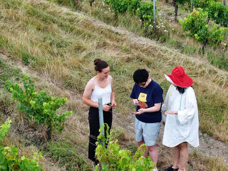Bordeaux: Explore an Organic Family Vineyard with Tasting - From grape to bottle inside the cellar