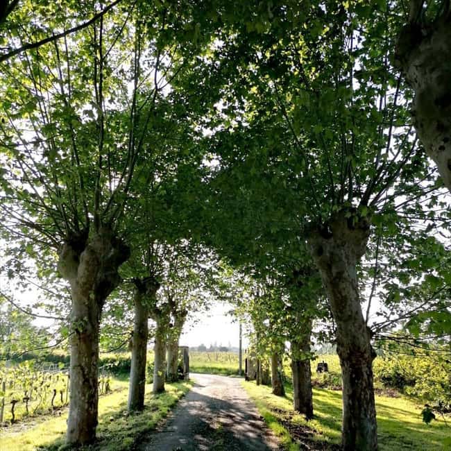 Bordeaux: Explore an Organic Family Vineyard with Tasting - Who will enjoy Pestoury Vineyard most?
