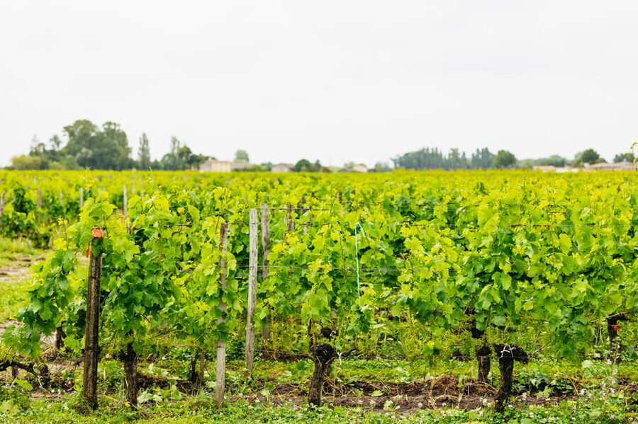 Bordeaux: St. Emilion Day Trip with Wine Tasting and Lunch - The second winery shows a different side of Bordeaux