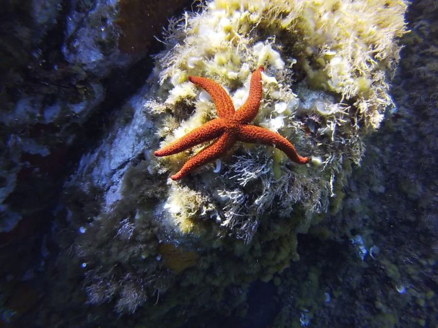 Calvi: Introduction to Diving Dive with an Instructor - A gentle first look beneath Calvi’s water