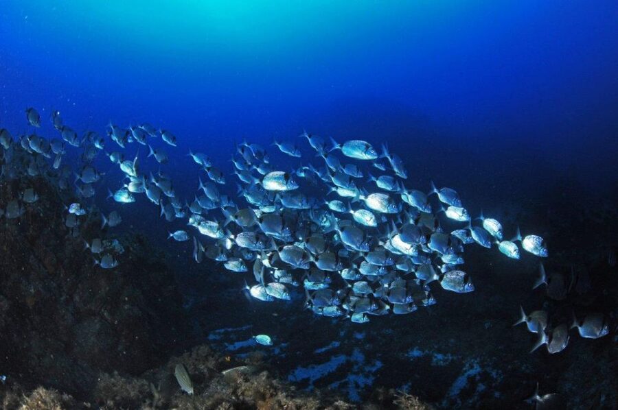 Calvi: Introduction to Diving Dive with an Instructor - The 30-minute introduction and equipment check