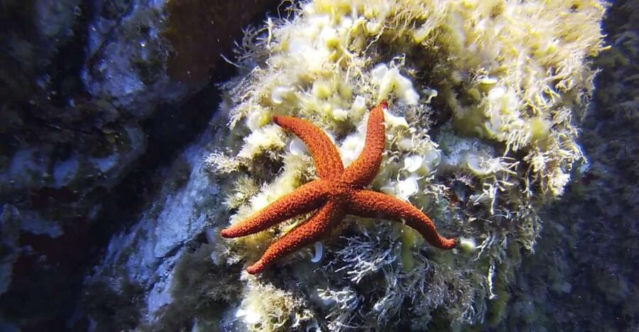 Calvi: Pointe de la Revellata Snorkeling Boat Tour - Your time in the water