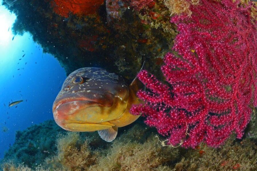 Calvi: Pointe de la Revellata Snorkeling Boat Tour - Who will enjoy this trip most
