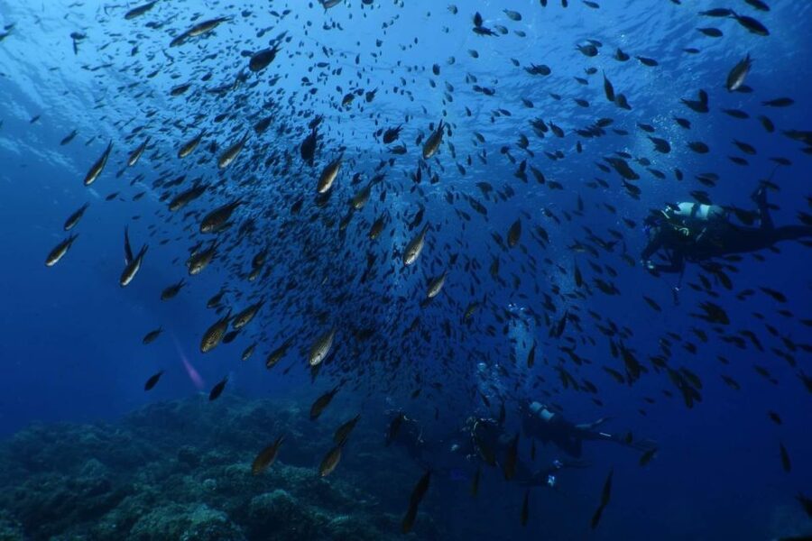 Calvi: Pointe de la Revellata Snorkeling Boat Tour - My booking verdict for Pointe de la Revellata