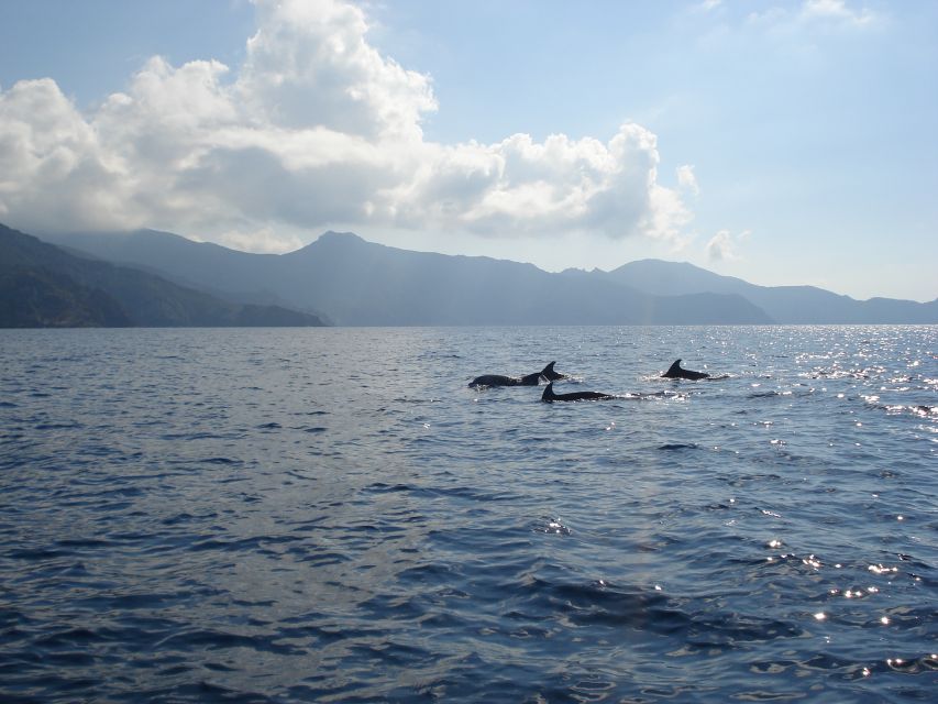Calvi: Scandola and Girolata 6-Hour Boat Tour - Key points to know