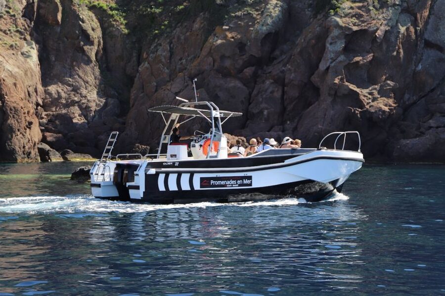 Calvi to Scandola: 4-Hour Boat Tour - Wildlife and the return to Calvi