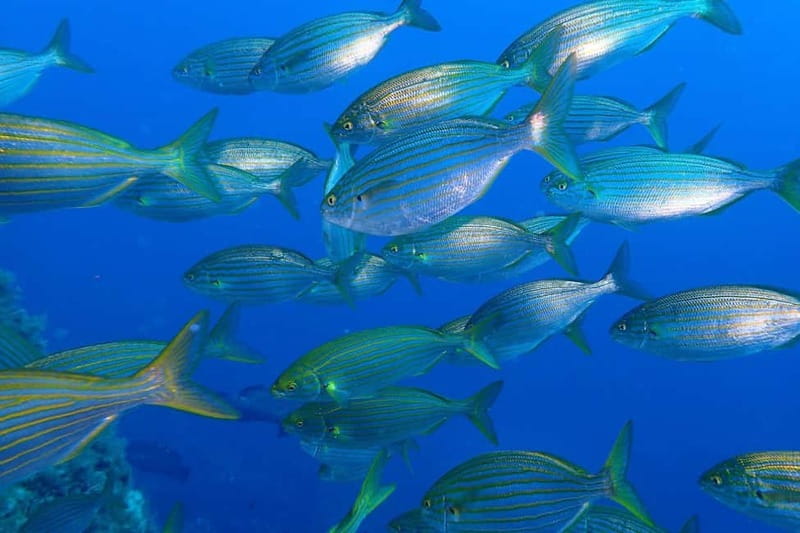Calvi: Underwater journey at the edge of a natural reserve - Who should book this activity?